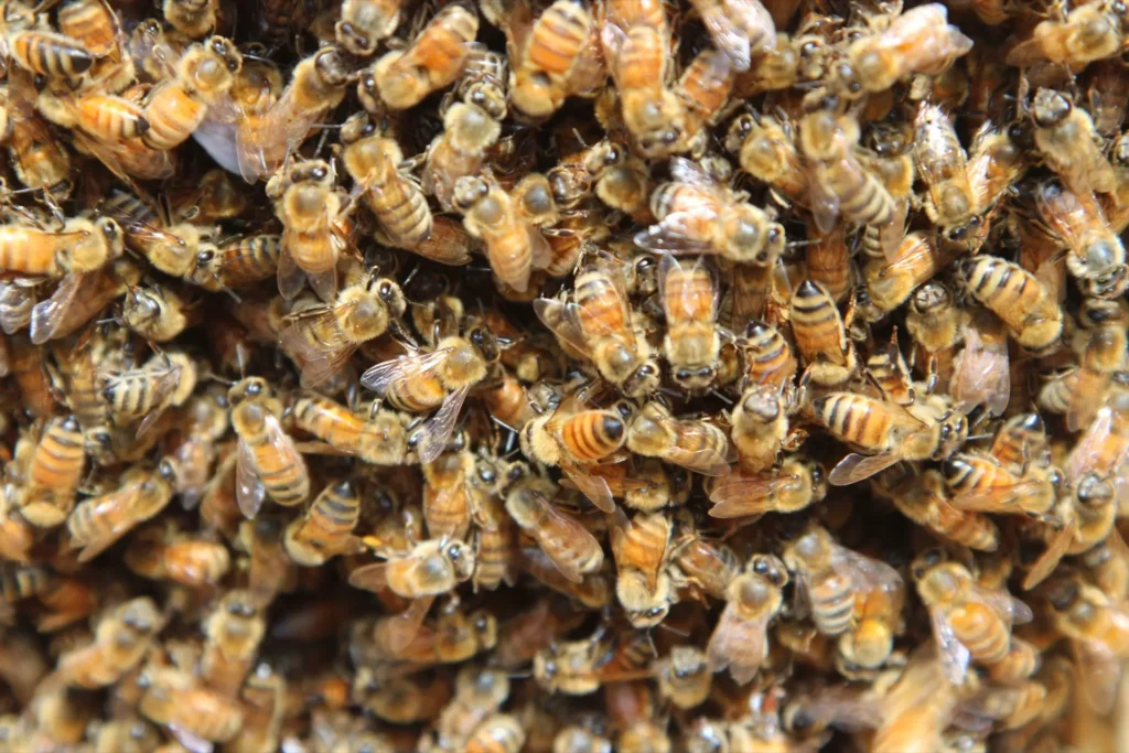 Apicoltore Beeing al lavoro