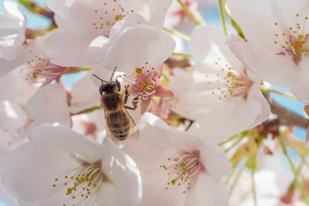 Apicoltore biologico Beeing al lavoro