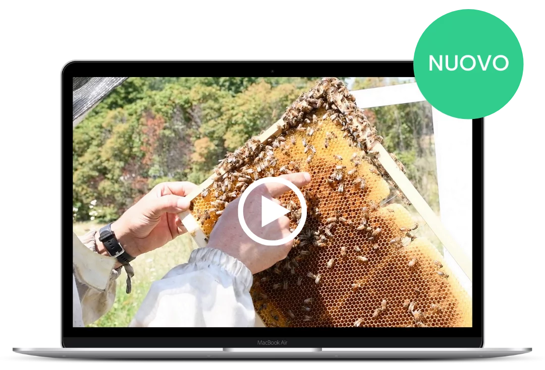 Apicoltore Beeing al lavoro su B-BOX Plus